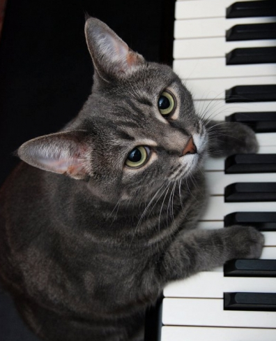 Nora, de pianospelende kat