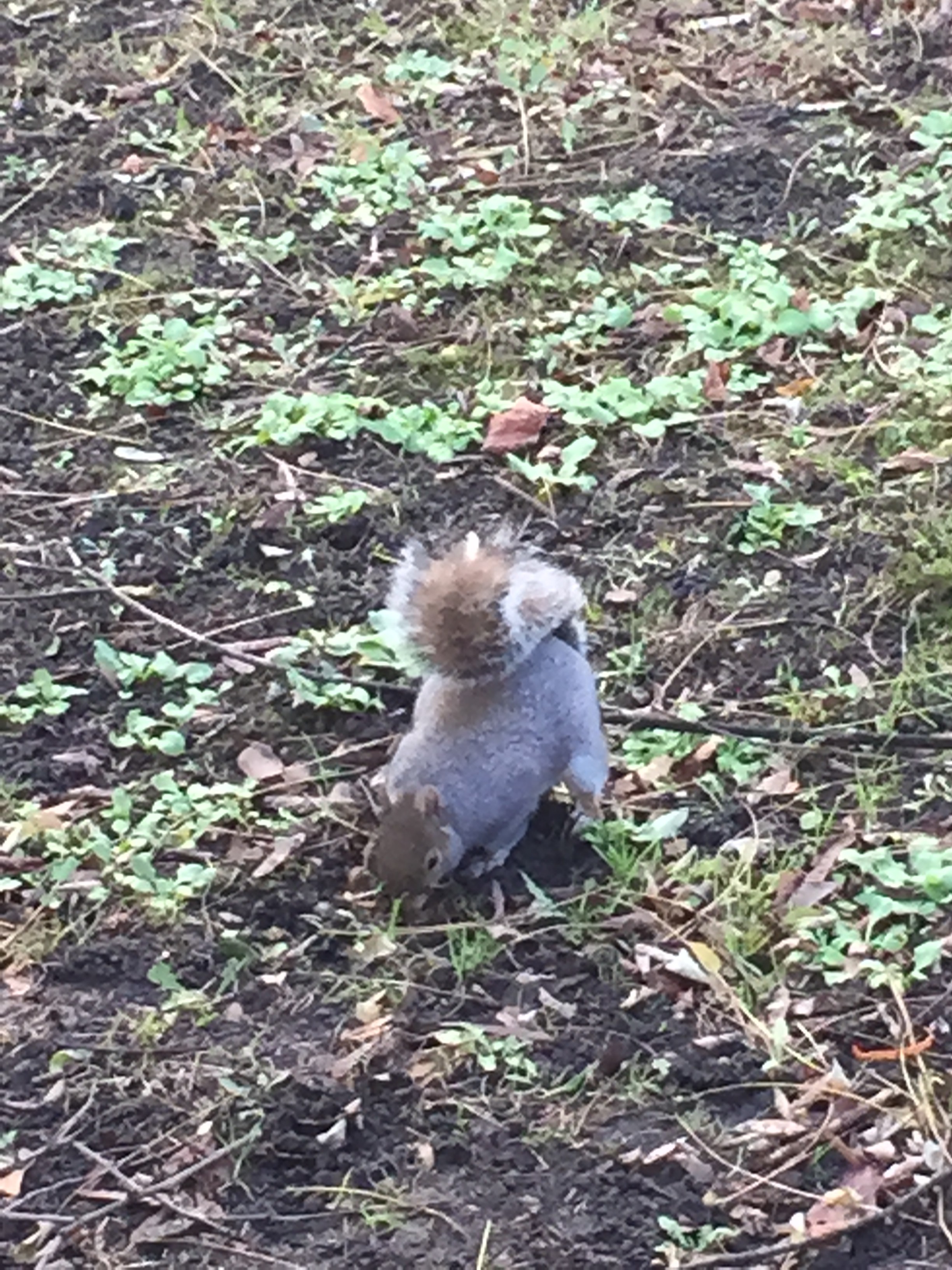 Squirrel in a park nearby Carolines house